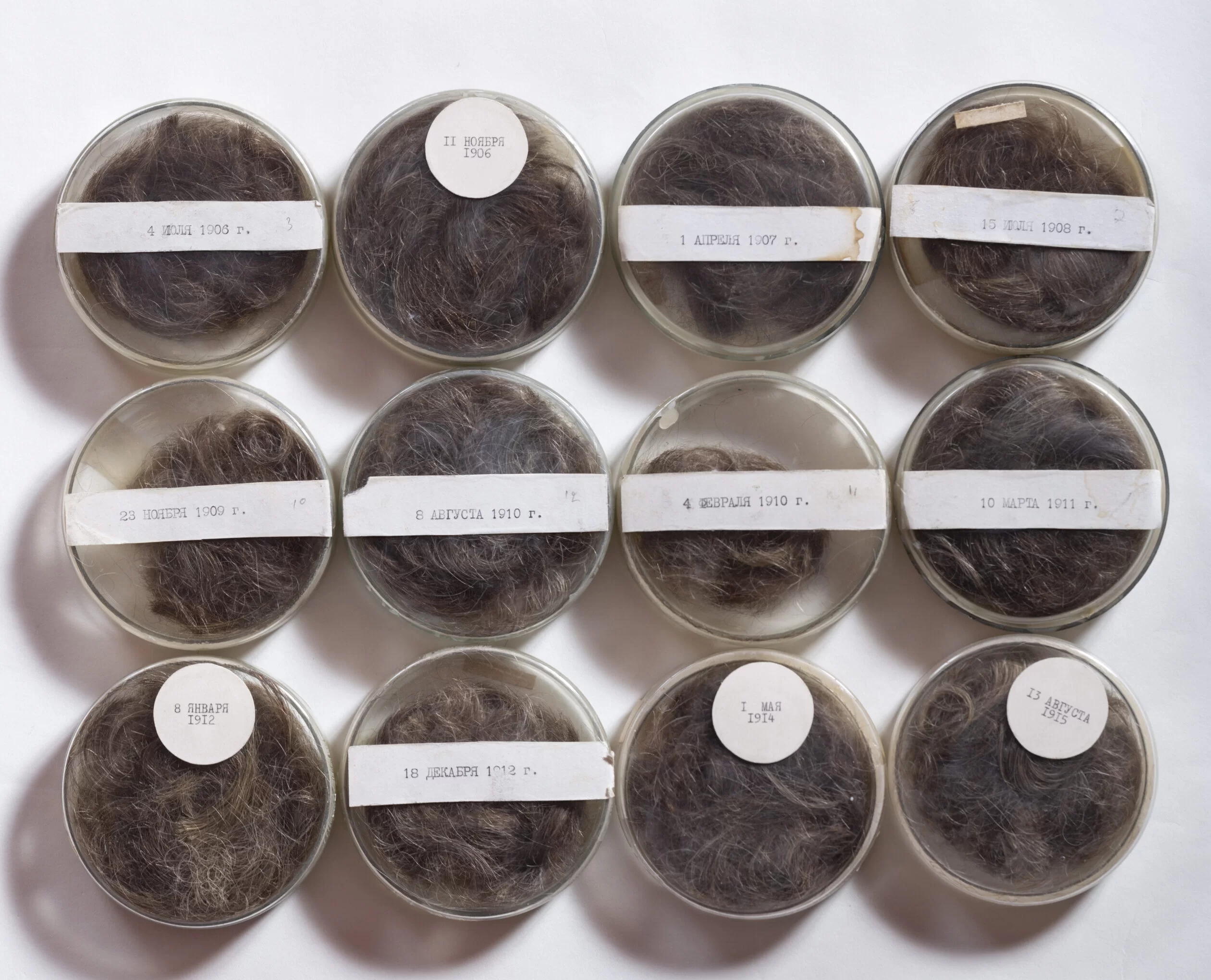 12 petri dishes filled with hair that is brown in color. Top paper slips with typewritten dates.